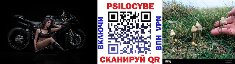 где найти   Черняховск  blacksprut зеркало  Псилоцибиновые грибы MAGIC MUSHROOMS 