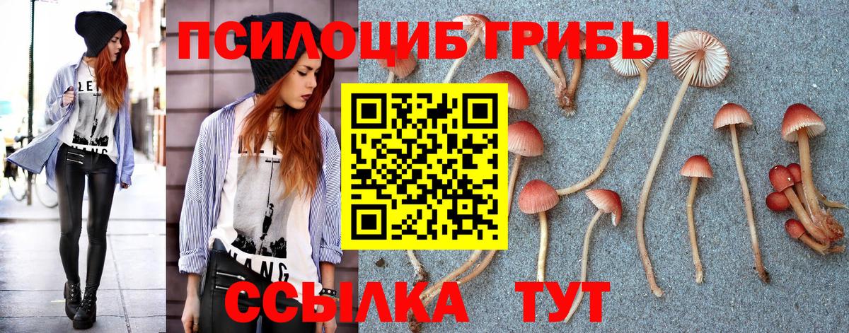 Псилоцибиновые грибы мицелий  купить   Черняховск 